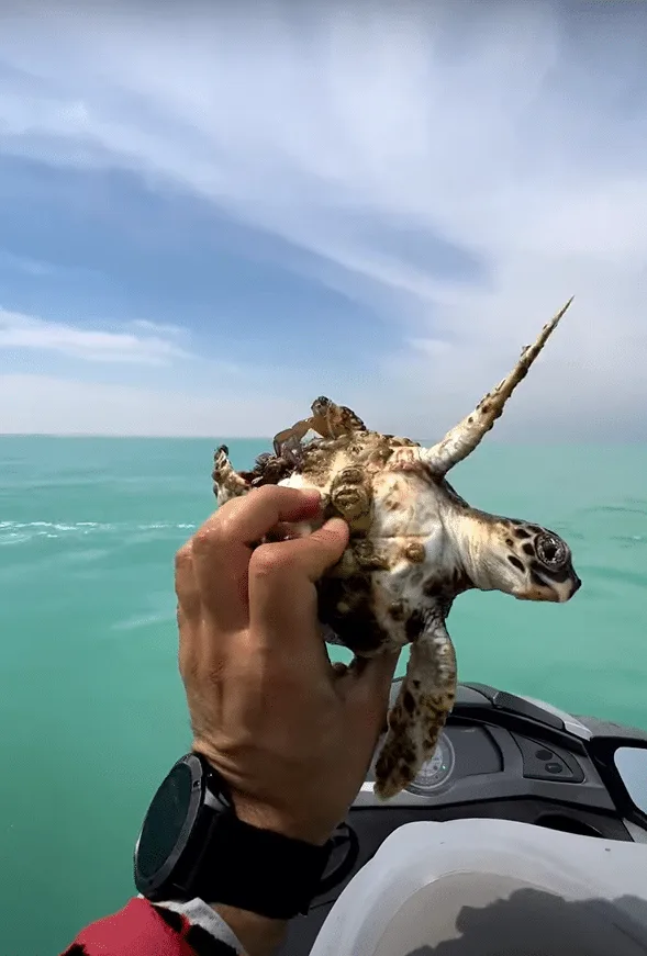 Turtle rescued