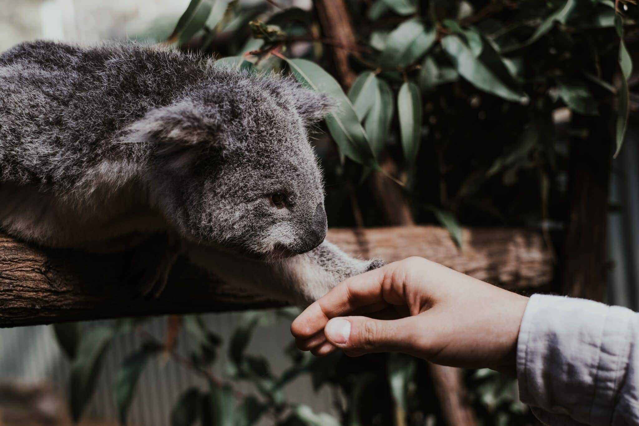 Top 10 dierenfeiten - Dieren over de hele wereld