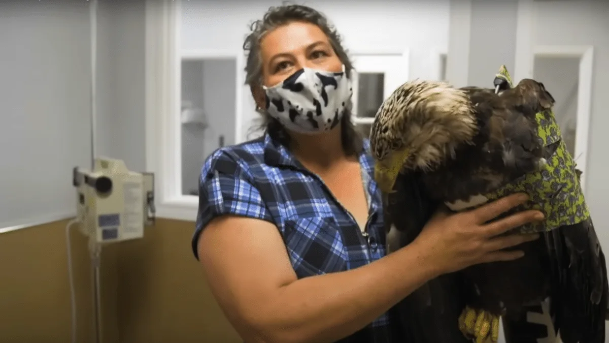 bald eagle learns fly