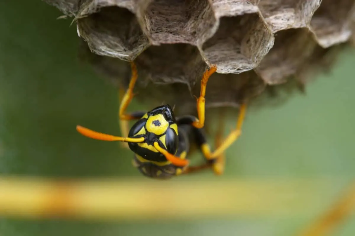 Compositon of a little Wasp ( polistes gallicus )