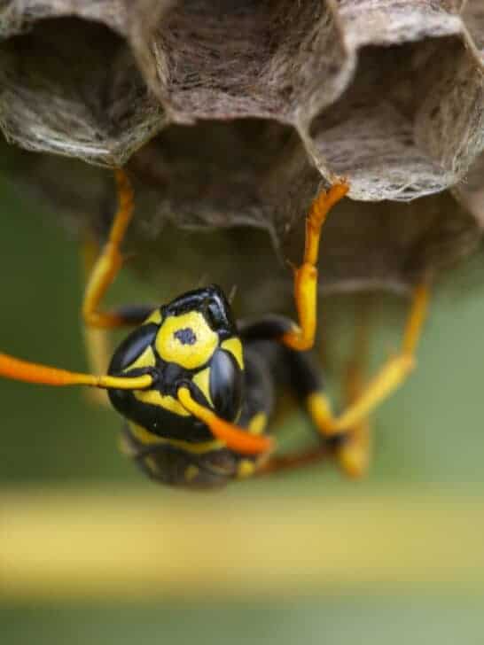 The Truth About Figs: Are You Actually Eating Wasps