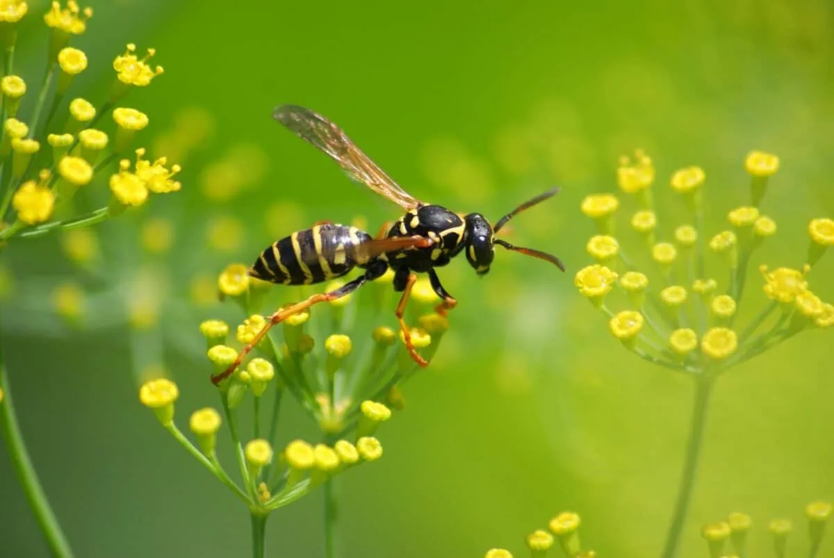 wasp flying to flower