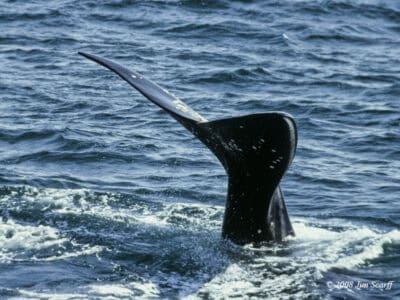 Top Whale Watching Behaviours Explained
