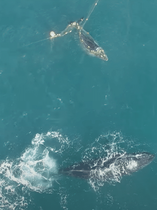 Humpback Whale Watches Rescue of Entangled Calf in a Shark Net