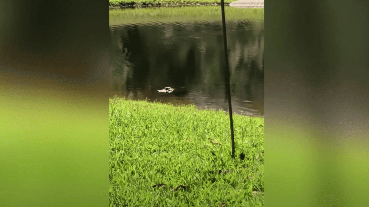 alligator approaching snake prey