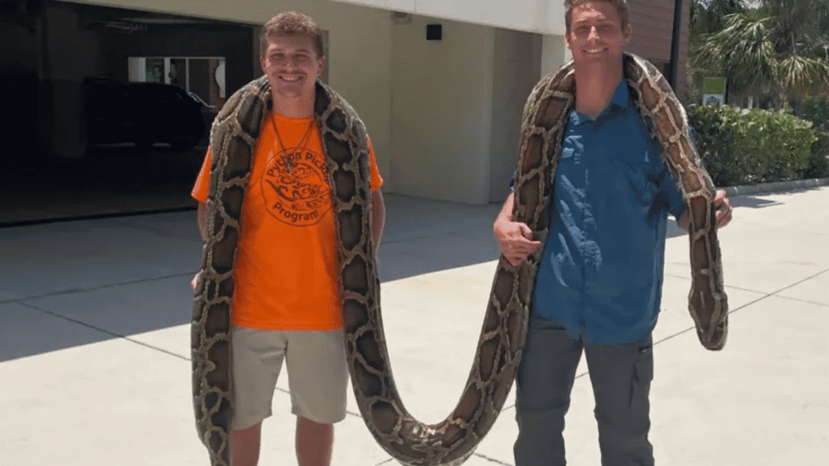 19 foot python snake