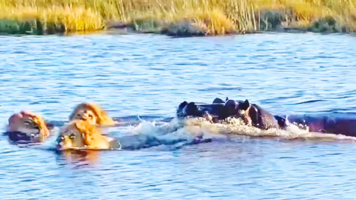 hippo attacking lions in river