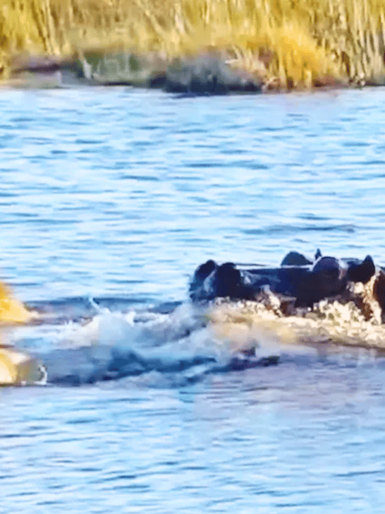 Hippo Attacks Three Lions Crossing River