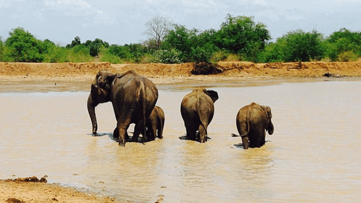 mother elephant and her young in water hole