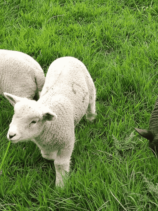 Lamb Mowers: A New Solution to Landscaping