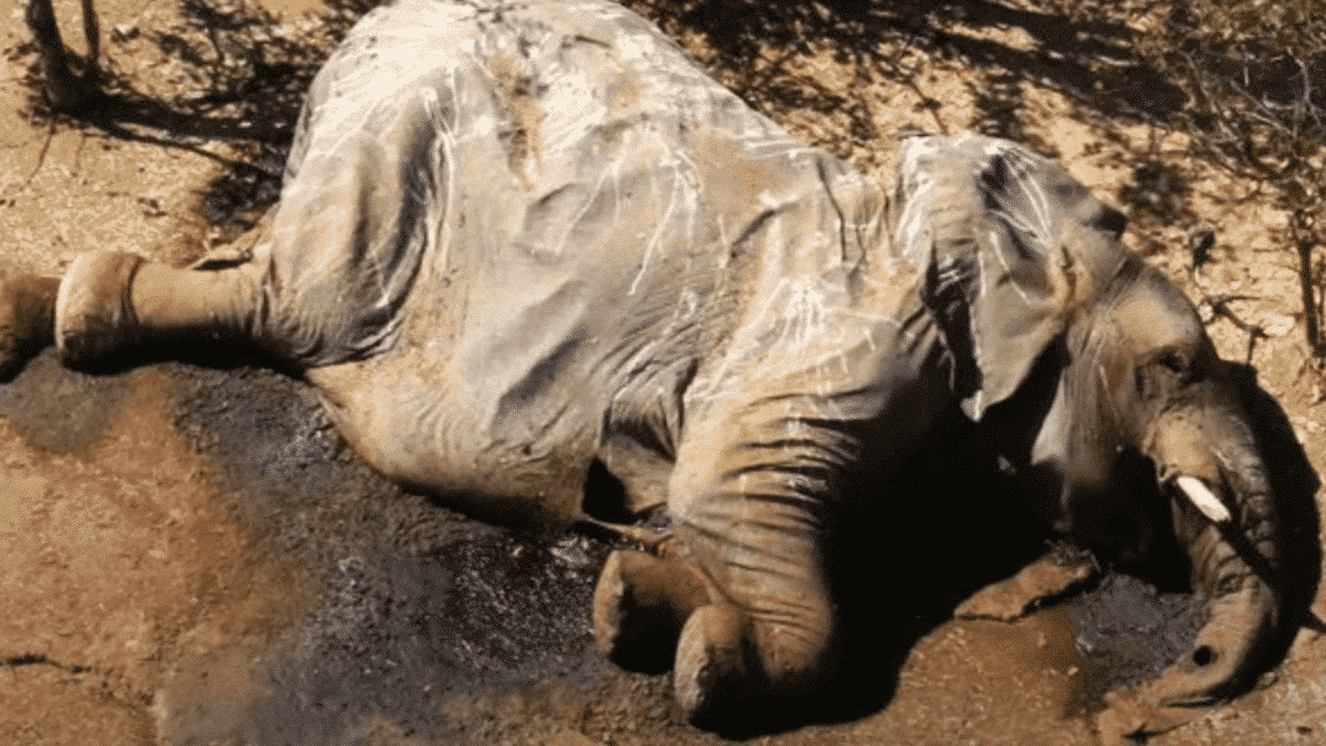 dead elephant found