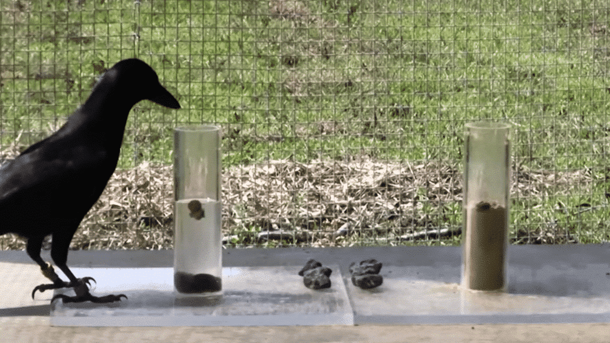 crow showcase physics knowledge