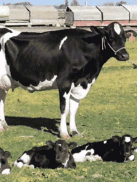 The Rare Phenomenon of Cow Quadruplets