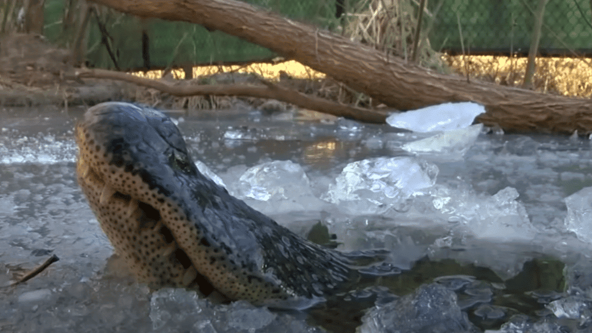 alligator in ice