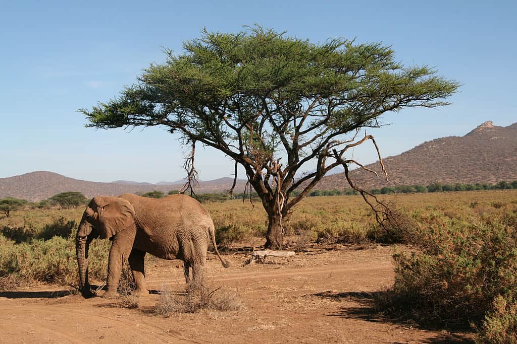 african elephant
