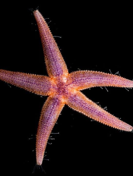 Scientists Confirm That Starfish Are Just Heads Without Bodies