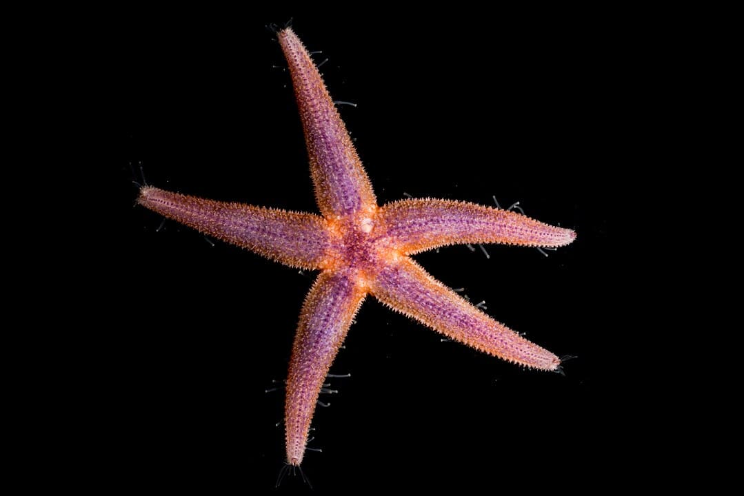 Pink Starfish