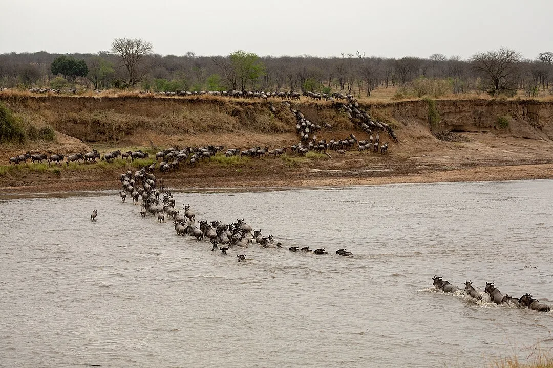 Wildebeest migration across a river
