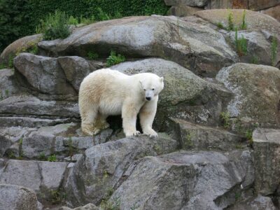 Watch Polar Bear Surprised With New Gift At Oregon Zoo