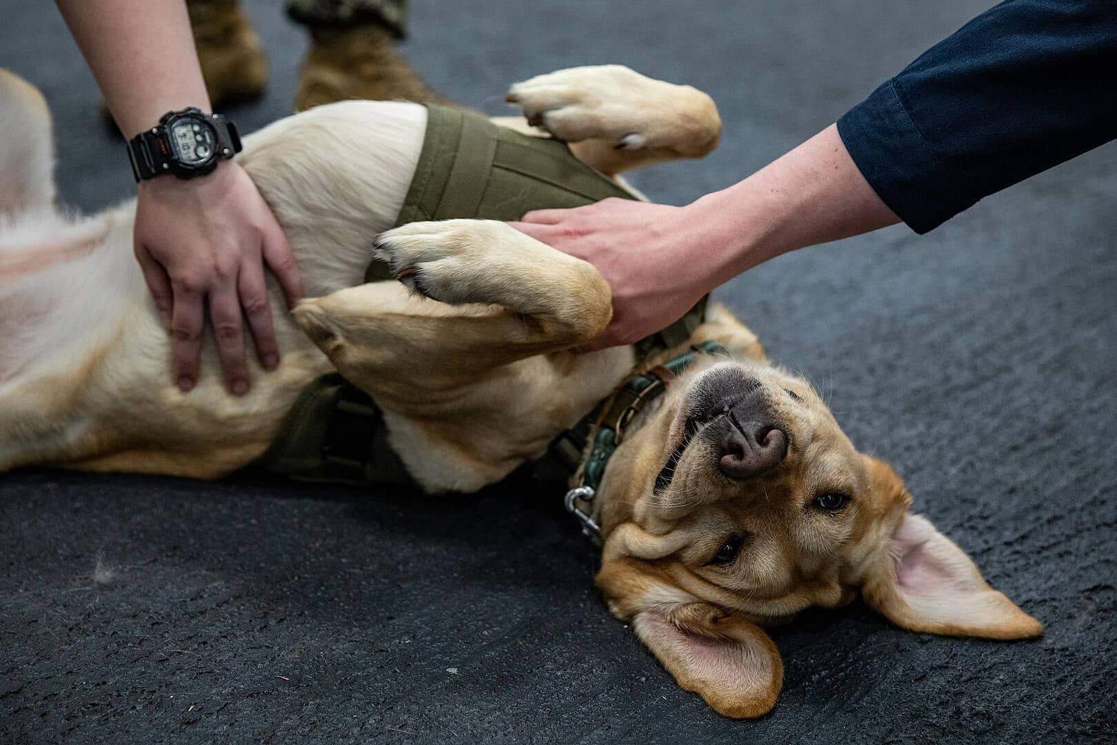 therapy dog