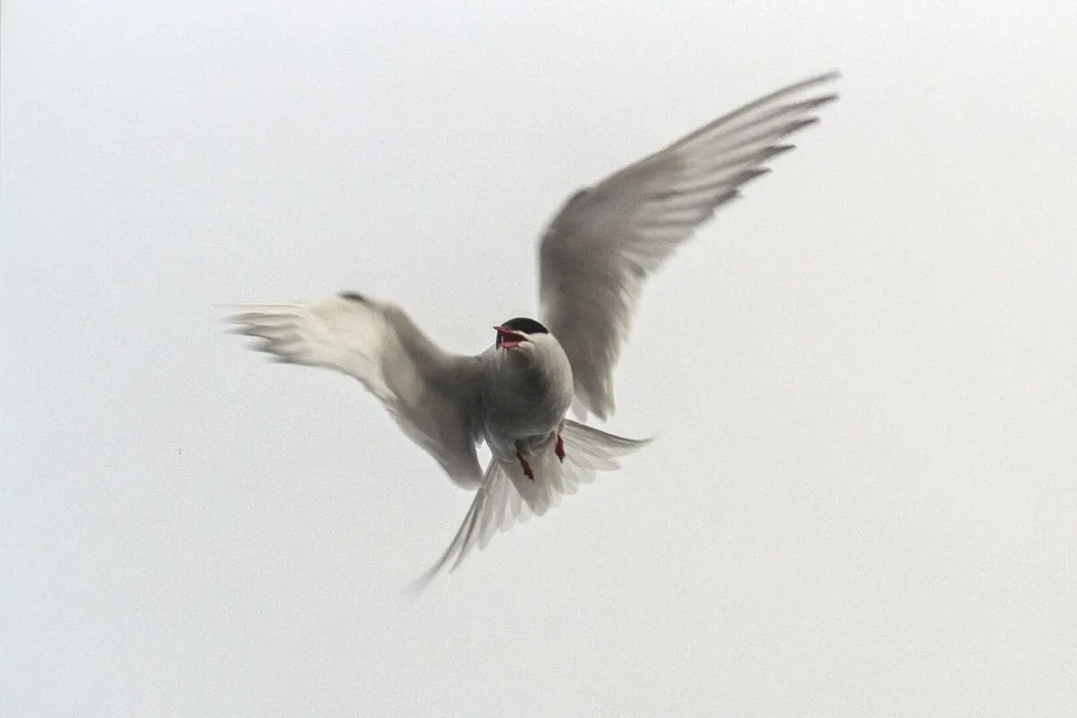 Arctic tern migration