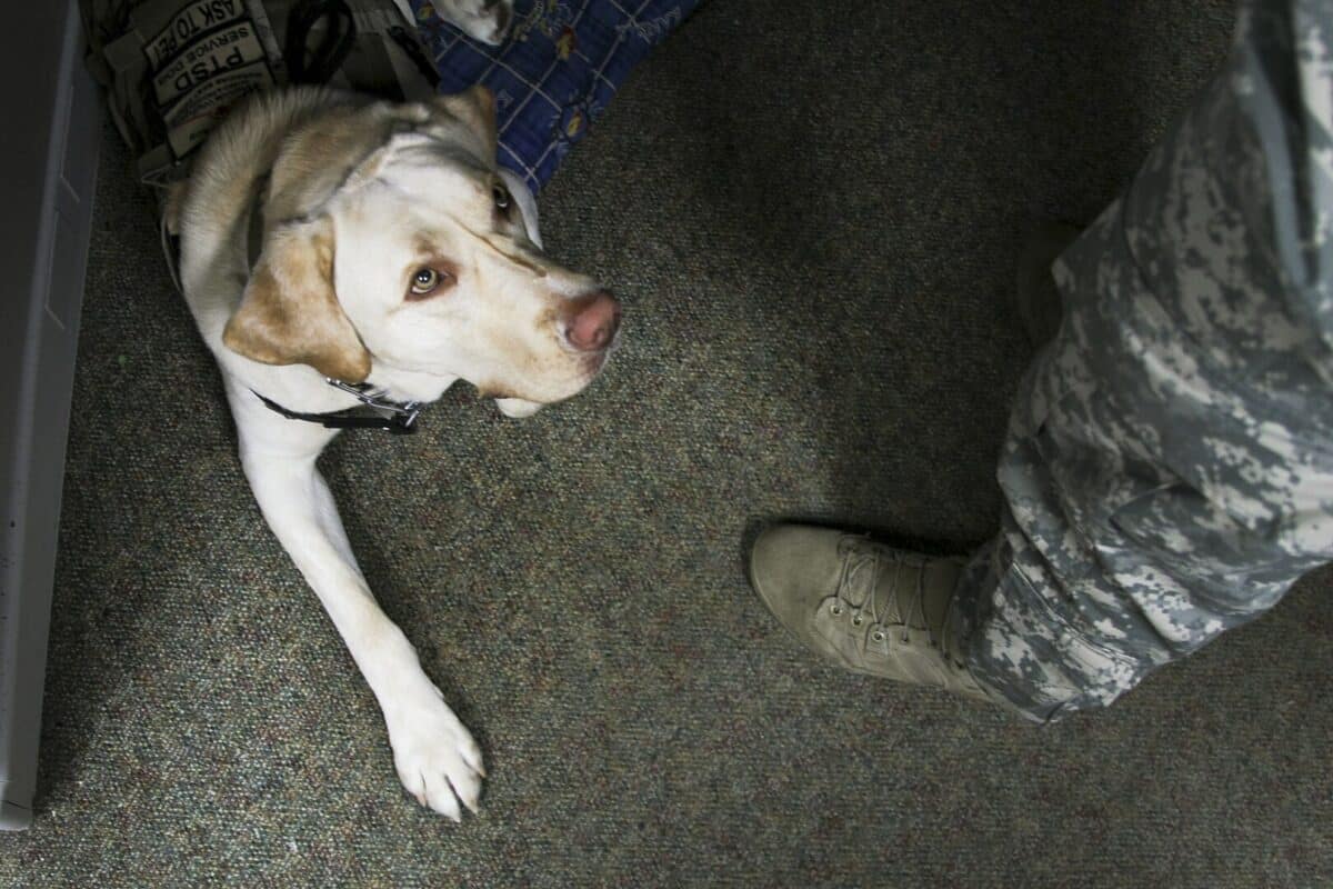rescue dog