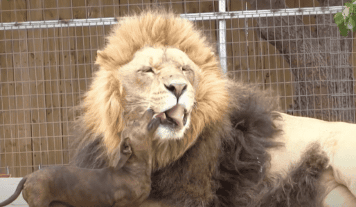 500-pound Lion and 8-year Dachshund Are Best Friends