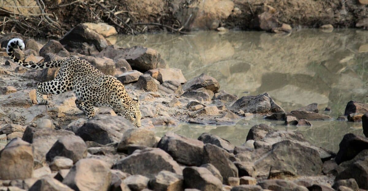 leopard drinking at watering hole