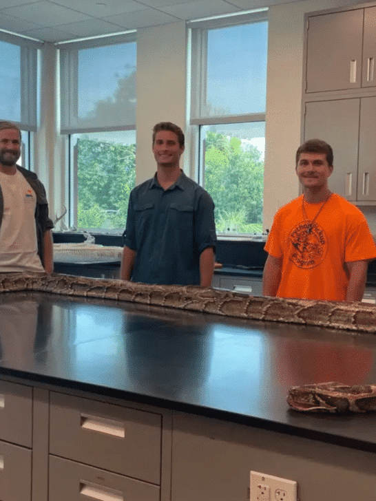 Longest, Record-Breaking, 19-Foot Burmese Python