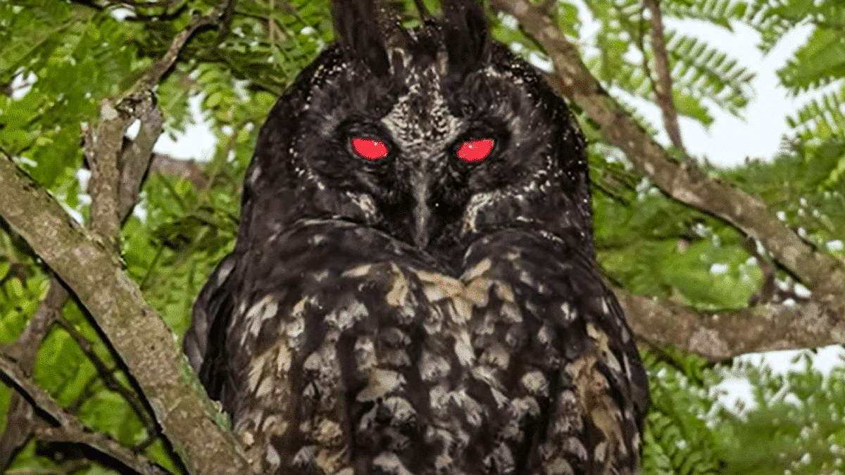 stygian owl on tree  branch