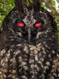 stygian owl on tree branch