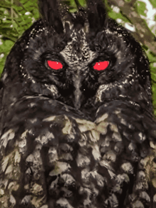The Stygian Owl: Unveiling the Enigma of Its Crimson Eyes