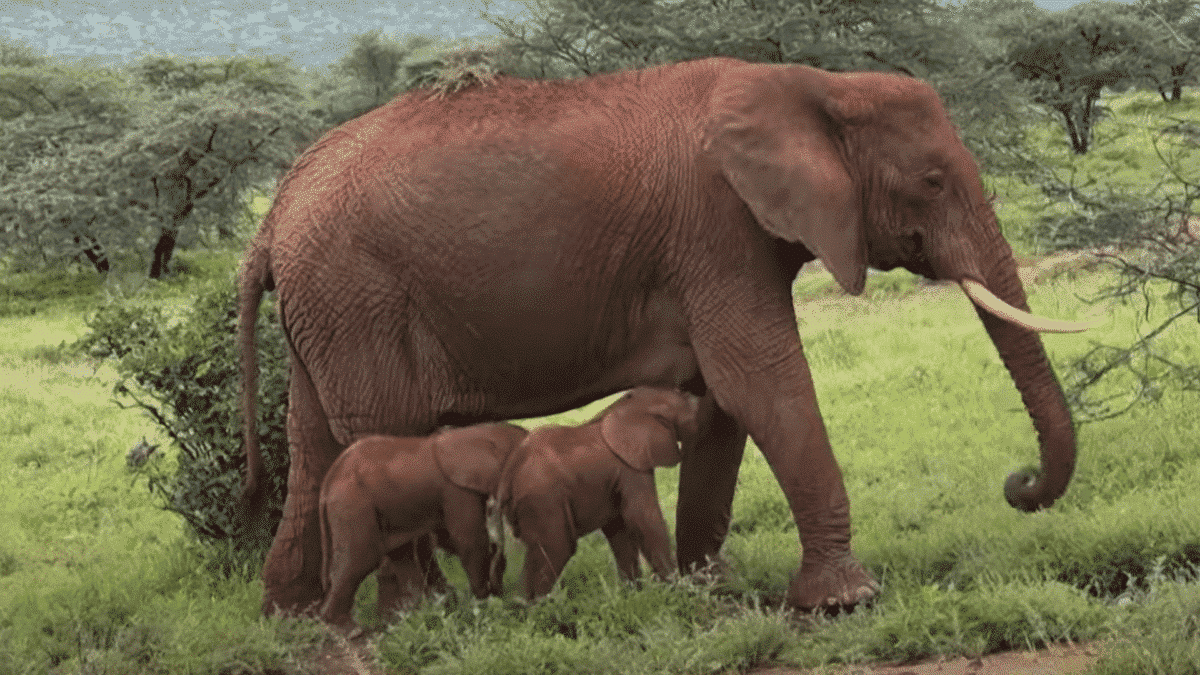 elephants in kenya