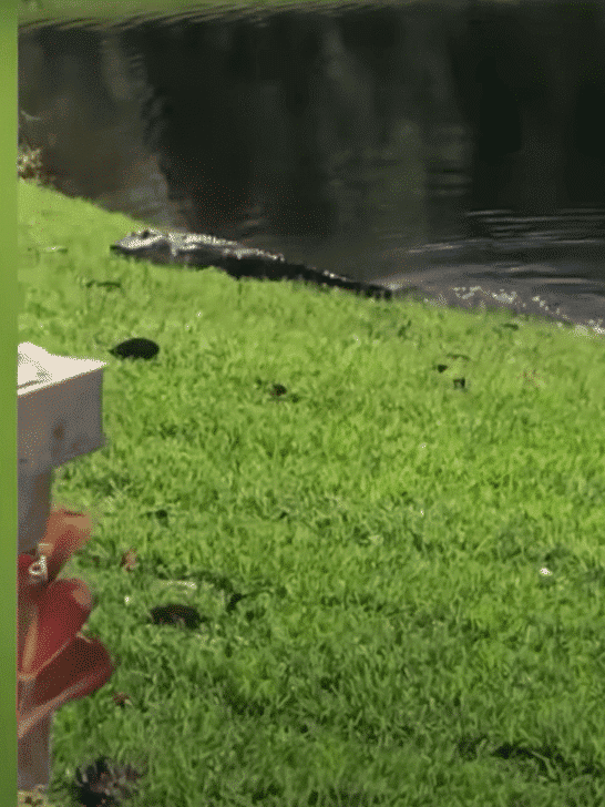Alligator vs Snake: Battle Captured in Florida Backyard