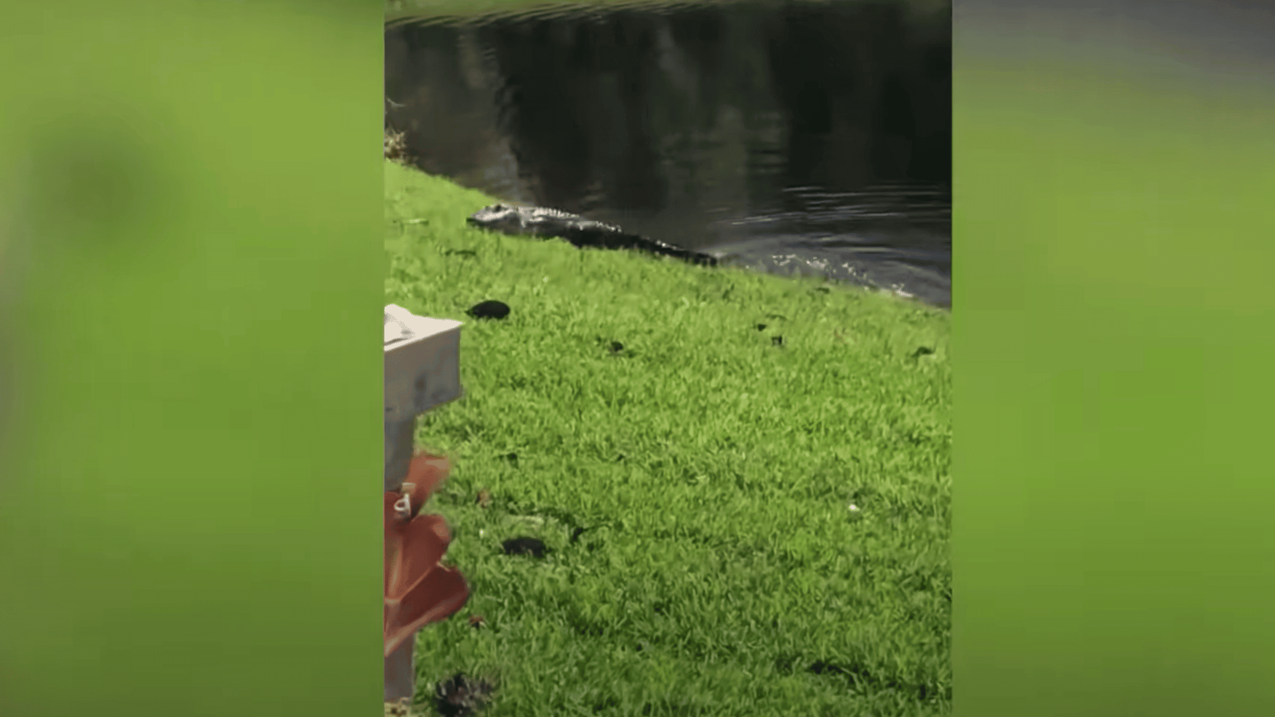 alligator crawling to prey