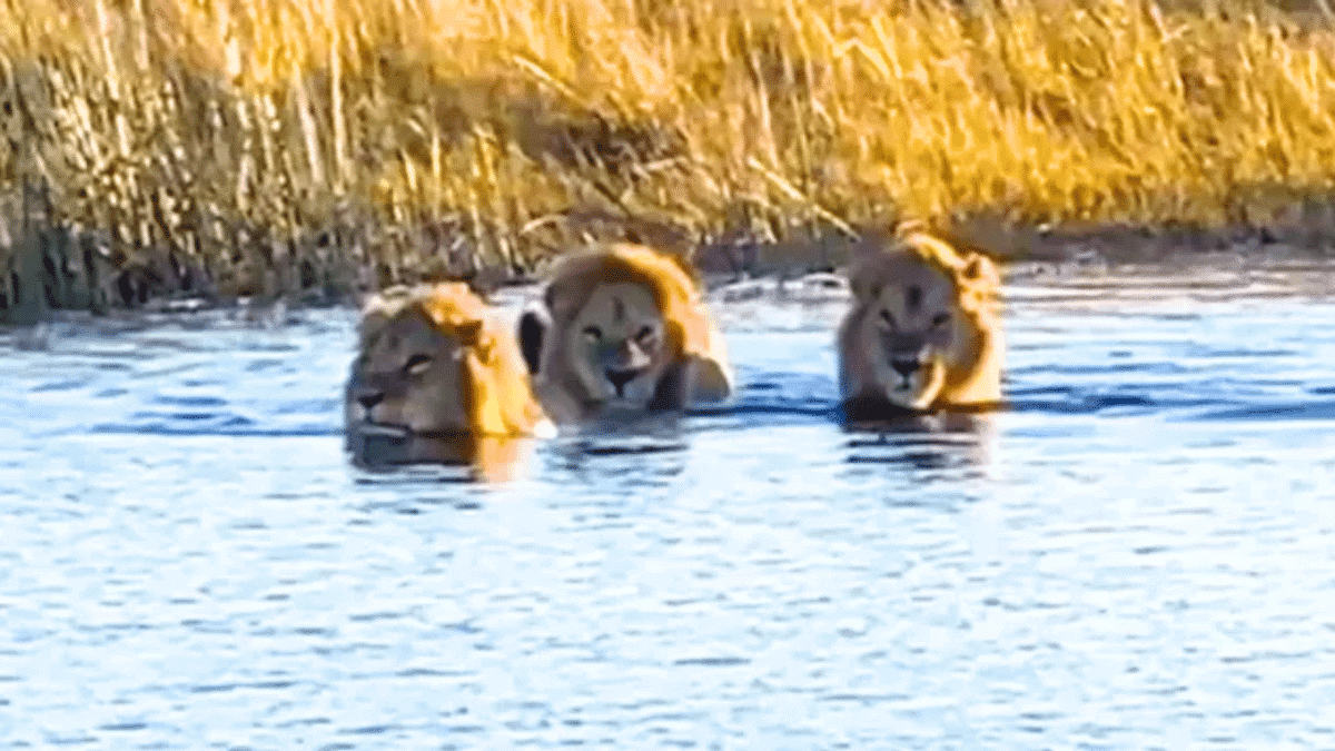 3 lions in river
