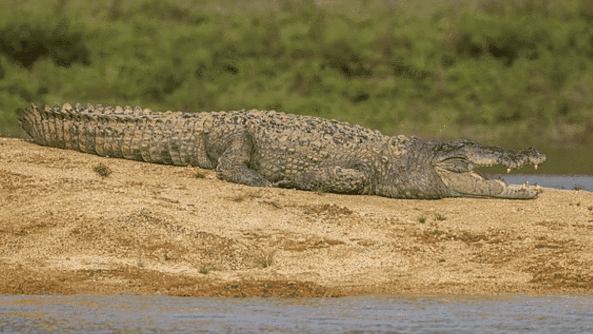 crocodile on land with its jaw open to attack