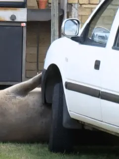 seal under car