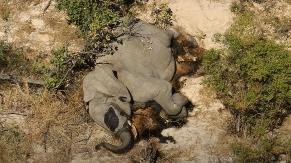 dead elephant found