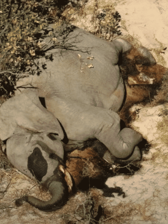 Investigating 350+ Mysterious Elephant Deaths in Southern Africa