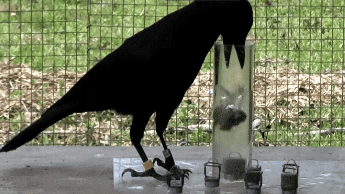 crow showcase physics knowledge