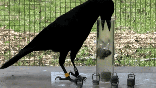 Clever Crows Showcase Physics Knowledge in Problem-Solving Tasks