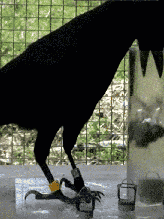 Clever Crows Showcase Physics Knowledge in Problem-Solving Tasks