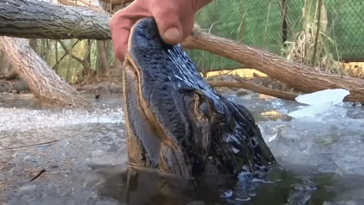 alligator in ice