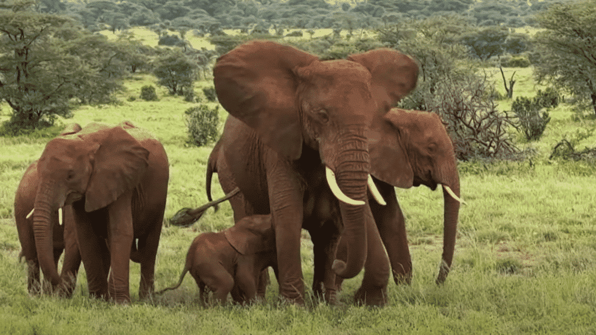 elephants in kenya
