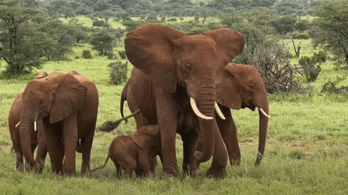 elephants in kenya