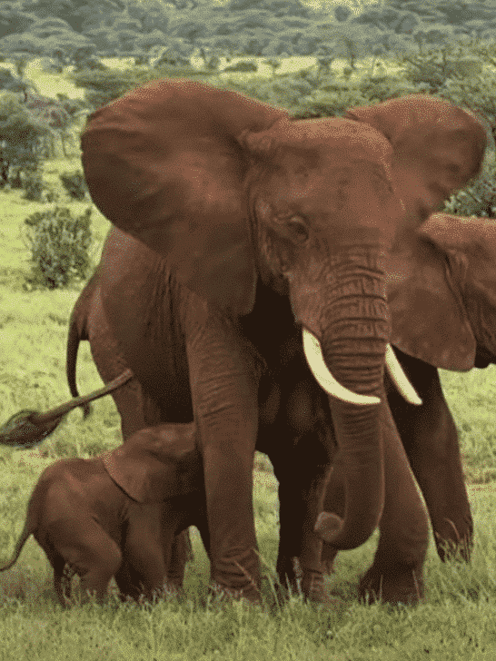 Incredibly Rare Elephant Twins Born in Kenya