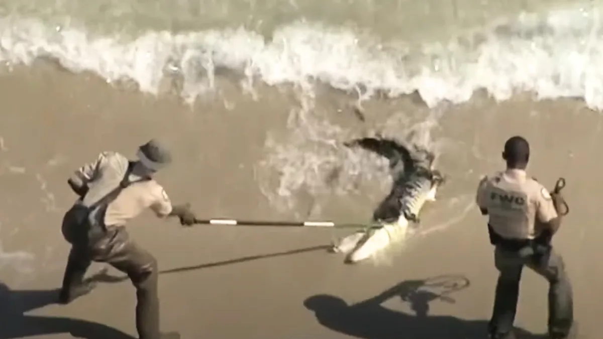 alligator captured on beach