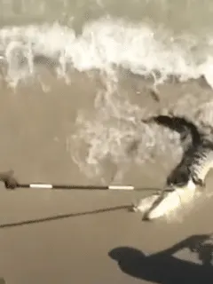 alligator captured on beach
