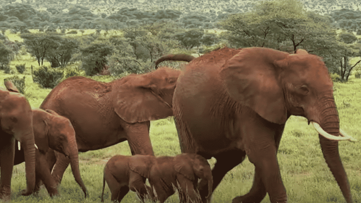 elephants in kenya